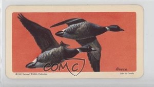 1962 Brooke Bond Red Rose Birds of North America Tea Canadian Black Backs #8 0a3