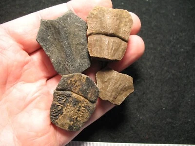 Pleistocene ice age Turtle fossil Trachemys platymargina 4 neurals bones #4 - Image 1 of 4