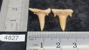 Lot 2 x Dent de requin fossile collection archeologie déco décoration - Picture 1 of 1