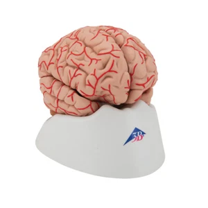 3B Scientific Human Brain Model with Arteries, 9 part Anatomical Anatomy C20 - Picture 1 of 1