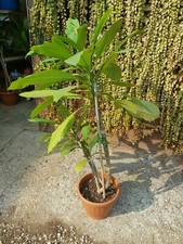 Frangipani pianta Tropicale
