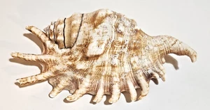 Spider Conch Shell - Lambis lambis 12 cm (5 inches) - Picture 1 of 19