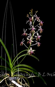 Vanda lamellata - Picture 1 of 3