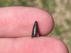 Fósil Eriops Diente Edad Pérmica Anfibio Oklahoma - Imagen 1 de 2
