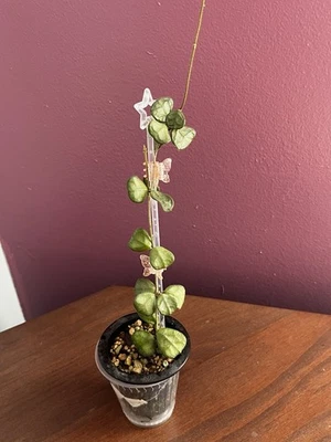 Hoya Obcordata - Image 1 of 4