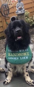 BIG DOG  NEWFOUNDLAND ,ST BERNARD  SLOBBER DROOL BIB THIS IS WHAT HANDSOME  - Picture 1 of 2
