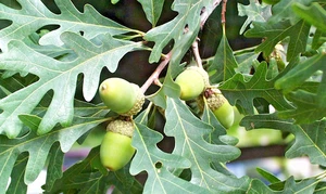 12 EICHELN AUS ÖSTLICHER WEISSEICHE - Quercus alba - Bild 1 von 9
