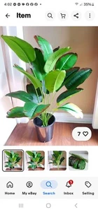 26" Height Artificial Tropical Plant Banana Tree Life Like 18 Autumn Leave - Picture 1 of 4