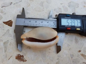 Luria or Lurida sea shell 54mm - Picture 1 of 6