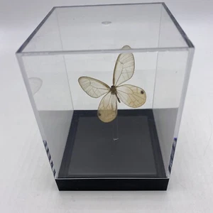 Butterfly Display Mounted Acrylic Case Sealed Moth See Through 5" x 3.5" - Picture 1 of 6