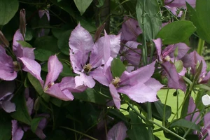 Clematis 'Margaret Hunt' – 9cm Pot – Summer Flowering Climber! - Picture 1 of 4