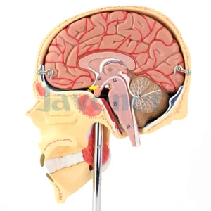 PVC Tamaño Natural Humano 5 Piezas Masticación Muscular Anatomía Modelo Médico Anatómico - Imagen 1 de 5