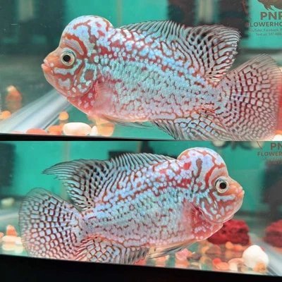 Premium Flowerhorn - Male Kamfa F2- 3.5 inches-Overnight USA Shipping - Image 1 of 4