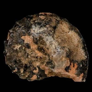 3.4" Mammites Nodosoides Ammonite Fossil Shell Upper Cretaceous Age Morocco - Picture 1 of 7