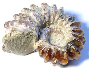 STACHELIGER AMMONIT FOSSIL - etwas schillernd - 5,5 x 4,1 cm 54 Gramm - Bild 1 von 4
