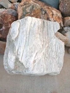 Rare White Petrified Wood, Huge! From Arizona.  Free Ship! - Picture 1 of 6