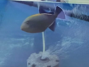 LIVE SALTWATER Black Durgon Triggerfish 6" - Picture 1 of 1