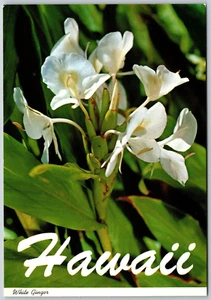 Postcard Hawaii White Ginger Flowers - Bild 1 von 2