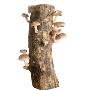 12 In. Shiitake Mushroom Log - Picture 1 of 12