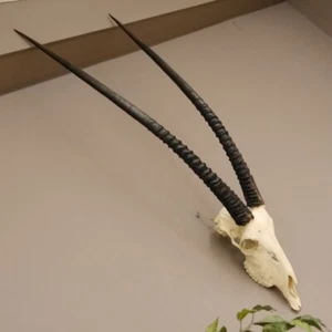 Antílope capital Oryx (Oryx gacela) chivo trofeo de cráneo África, HL 97 cm - Imagen 1 de 7