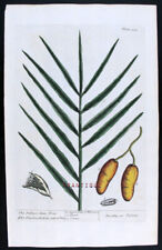 1735,RARE TRUE BLACKWELL'S HERBARIUM HandPainted FOLIO THE PALMOR DATE TREE XFC