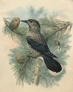 1873 Original John Gould H/C Lithograph - Nutcracker - Birds of Great Britain - Picture 1 of 2