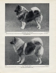 KEESHOND DOS PERROS GANADORES CON NOMBRE IMPRESIÓN ORIGINAL DE PERRO ANTIGUO DE 1934 - Imagen 1 de 1