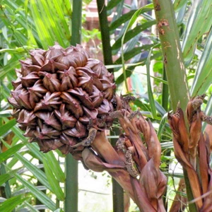 Palma Nipa 1 Semilla Atap Palm Nypa Fruticans Manglar Palma de Tailandia - Imagen 1 de 11