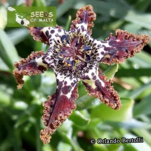 Ferraria crispa, F. undulata, Starfish lily, Starfish iris, 20-100 fresh seeds - Picture 1 of 12