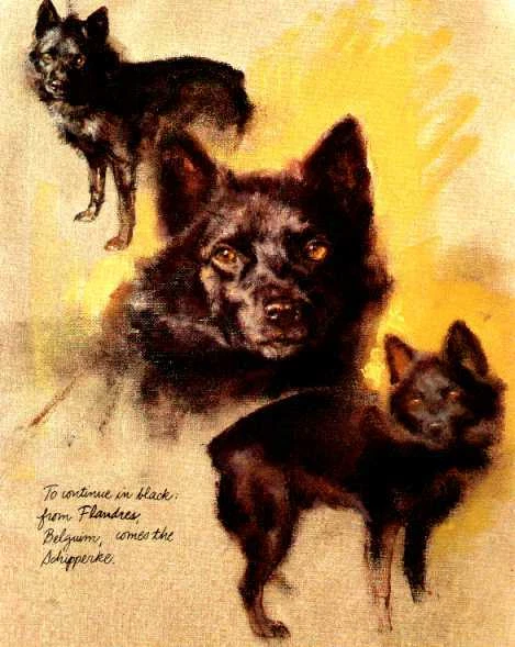 Schipperke - ИНДИВИДУАЛЬНЫЙ МАТОВЫЙ - винтажный художественный принт с собаками - Poortvliet - Изображение 1 из 1