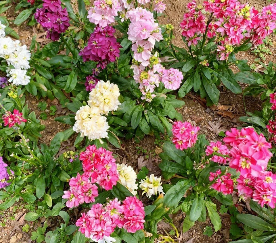 50 Вечерний запас Matthiola цветок семена смесь  - Изображение 1 из 1