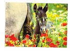 Free Postage ! Horse & Flowers Postcard Foal With Poppies