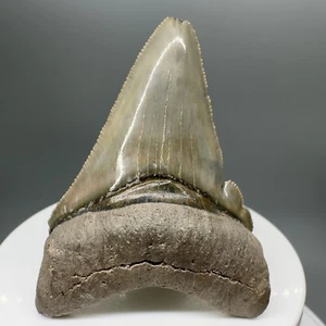 Deformierter, scharf gezackter 2,25" fossiler MEGALODON-Zahn - Bone Valley - Bild 1 von 9
