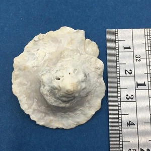 Astralium pileolum 39mm W/O Dampier Western Australia, Low Tide Turbinidae - Picture 1 of 4