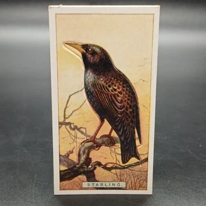 1920s Ogden's Birds Press-Outs STARLING Antique Tobacco Cigarette Card - Picture 1 of 2