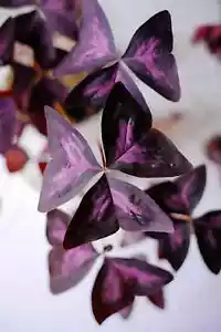 20 Oxalis triangularis purpurea lila Glücksklee Sauerklee Rhizome - Bild 1 von 1