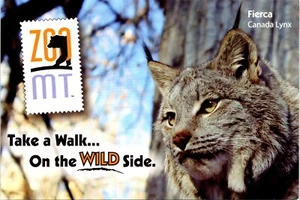 Canada Lynx Fierca Zoo Montana Billings MT Postcard - Picture 1 of 5