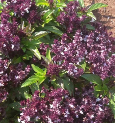Basil HOLY BASIL Anise Ayurvedic Medicine & Tea Hindu Tulsi Non-GMO 500+ Seeds! - Image 1 of 4