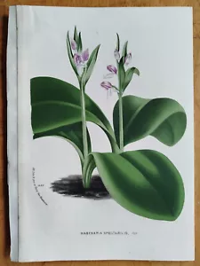 Orchid Habenaria - Van Houtte Flore de Serres Original Print - 1852 - Picture 1 of 1