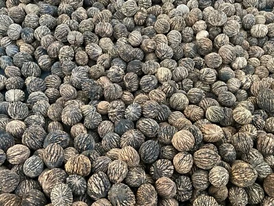 约 1磅2025野生有机黑胡桃壳、洗涤、浮动和干燥 — 第 1/2 张图片