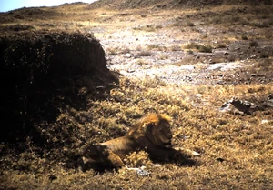 Original 1972 Kodachrome Slide, Lion minding his own business - Picture 1 of 1