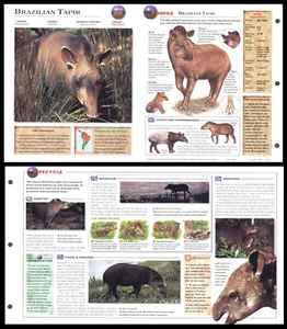 Klappbogen - Brasilianischer Tapir - 161 - Bild 1 von 1