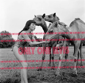 1954 BETTIE PAGE 12x12 LARGE Photo "QUEEN OF PIN-UPS" Feeding a Camel - Picture 1 of 1
