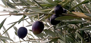 Olive Tree “Frantoio” x 1 small plant. Self-pollinator - Picture 1 of 6