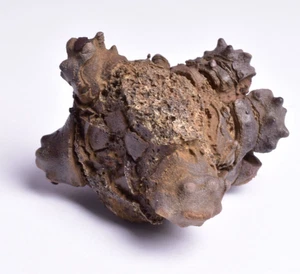 FÓSIL CRINOIDE, CALCEOLISPONGIA, PERMIAN, AUSTRALIA OCCIDENTAL CR03 - Imagen 1 de 10