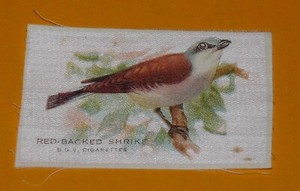 GODFREY PHILLIPS BDV CIGARETTES CARD SILK RED-BACKED SHRIKE PIE GREECE