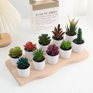 Kaktus Sukkulent Saftige Bonsai-Pflanzen Mini Sukkulent im Topf Zuhause - Bild 1 von 17