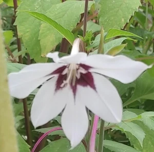 @ (◕‿◕)\\@ Acidanthera callianthus Murielae - Sterngladiole - Bild 1 von 1