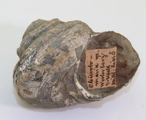 Schnecke, Pleurotomaria sp., Jura, Pliensbach, Westerberg bei Alfeld, BRD-m266 - Picture 1 of 8