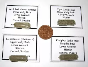 Silurian Gotland 4 rare Chitinozoa gastropod snail egg cases rich fossil matrix - Picture 1 of 5